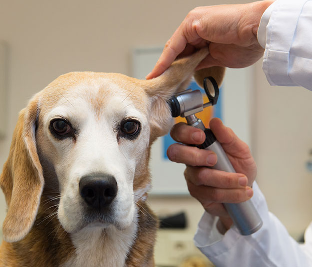 Dog getting an ear exam