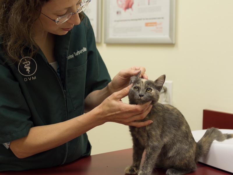 A Cat's ear Monitored By Vet