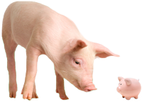 Pig looking at piggy bank